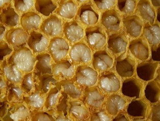 Lebah produk